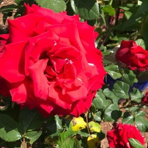 Meet your Posher, C&e